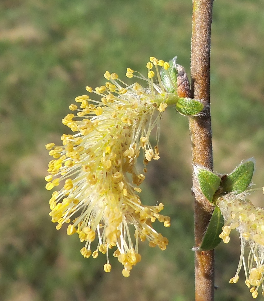 Изображение особи Salix myrsinifolia.