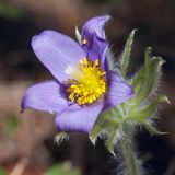 Pulsatilla patens. Цветок. Белоруссия, Витебская обл., Городокский р-н, окр. дер. Сурмино, сухой сосняк с густым молодым древостоем. 05.05.2013.