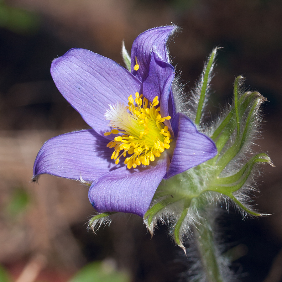 Изображение особи Pulsatilla patens.