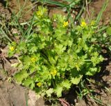 Ranunculus muricatus. Цветущее растение. Нагорный Карабах, Мартунинский р-н, окр. дер. Схторашен. 06.05.2013.