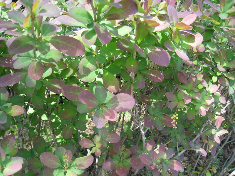 Изображение особи Berberis vulgaris.