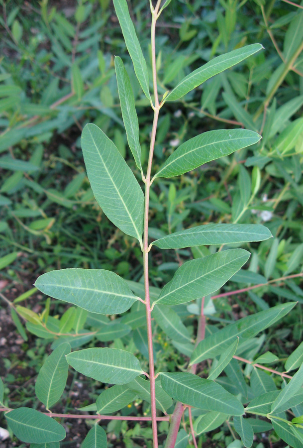 Image of Trachomitum tauricum specimen.