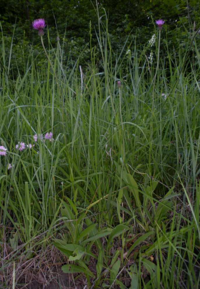 Image of Cirsium pannonicum specimen.