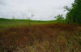 Myrica tomentosa