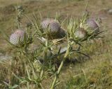 Cirsium eriophorum