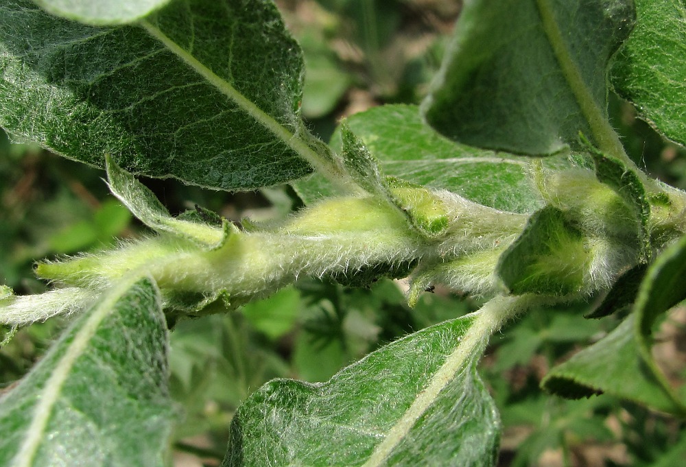 Image of Salix recurvigemmata specimen.