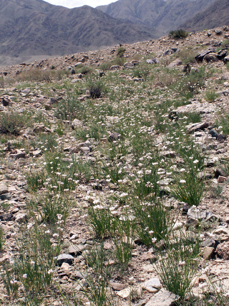 Image of Allium oreoprasum specimen.