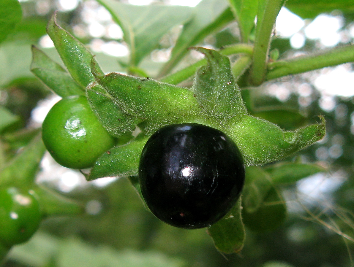 Image of Atropa bella-donna specimen.