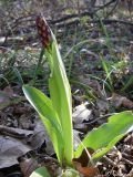 Orchis purpurea