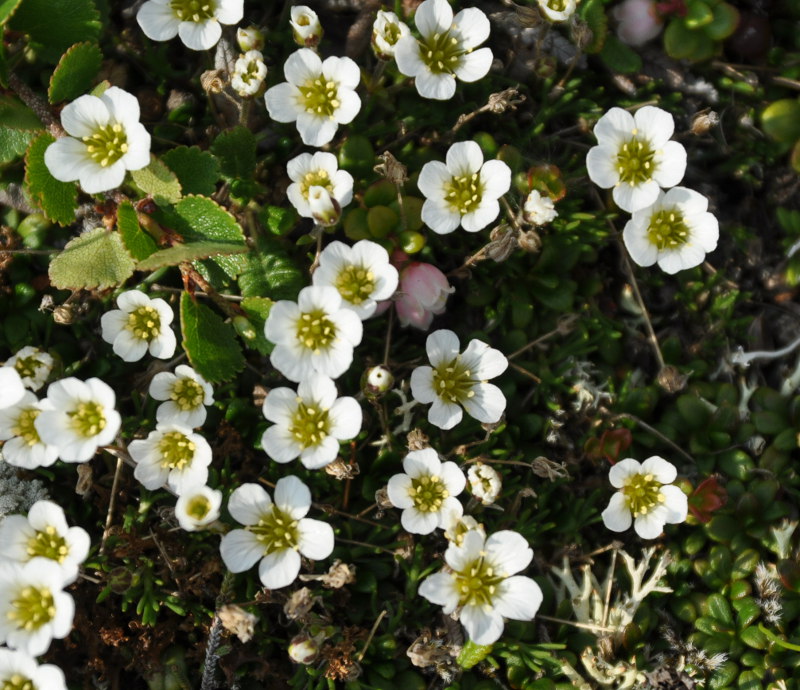 Изображение особи Minuartia macrocarpa.