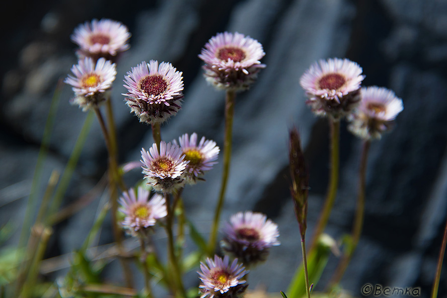 Изображение особи род Erigeron.