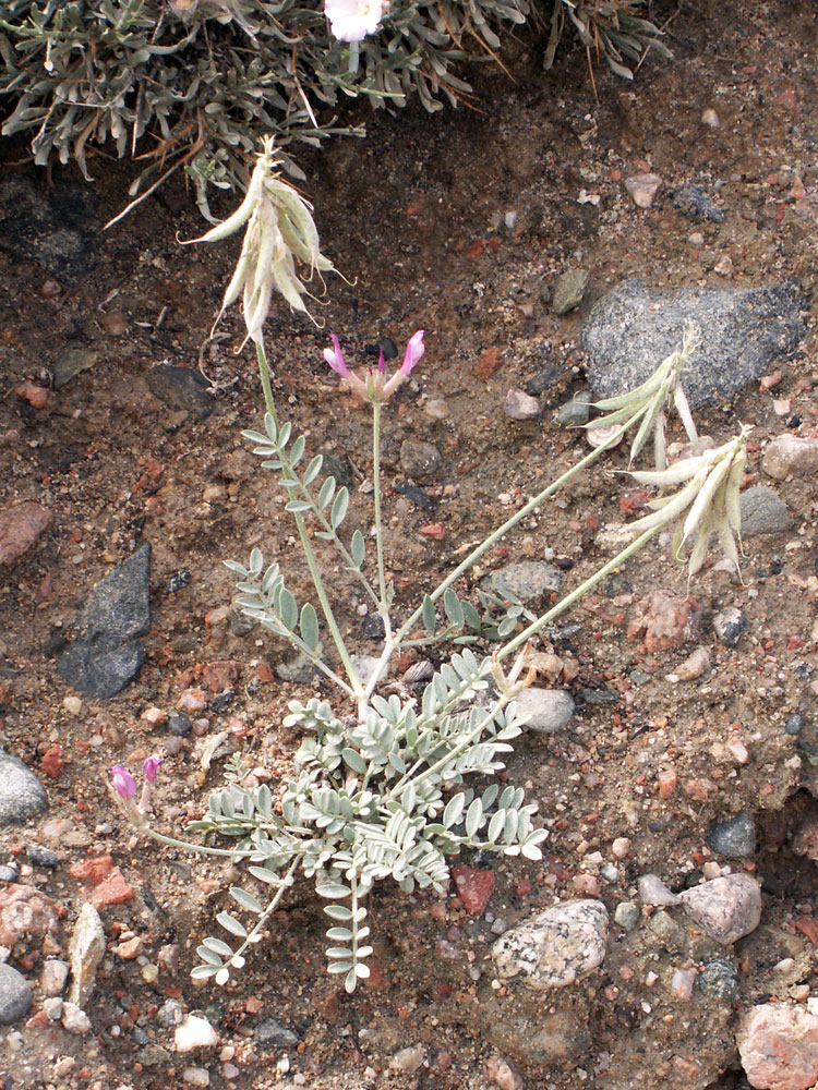 Изображение особи Astragalus petraeus.