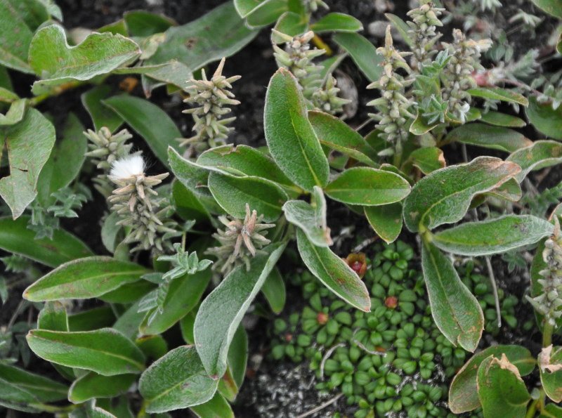 Image of genus Salix specimen.