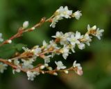 Aconogonon jurii