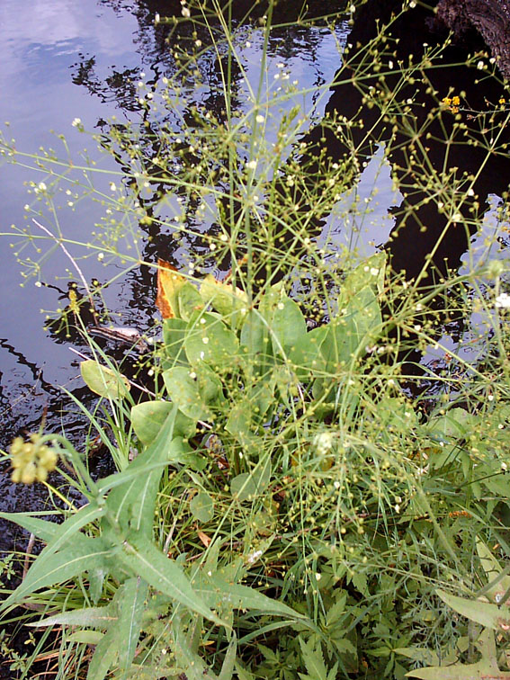 Изображение особи Alisma plantago-aquatica.