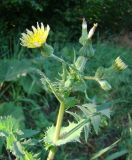 Sonchus