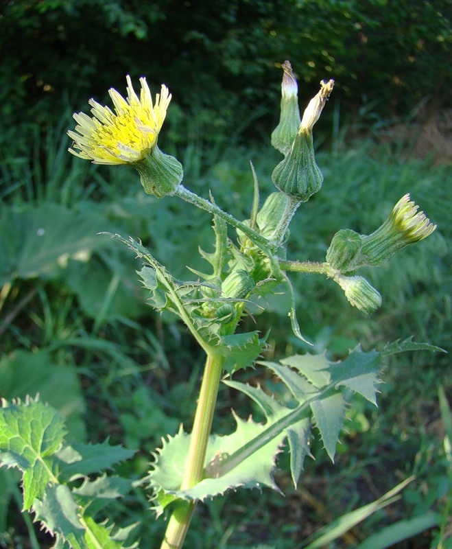 Изображение особи Sonchus oleraceus.