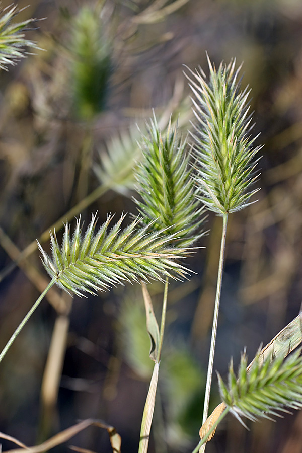 Image of Eremopyrum bonaepartis specimen.