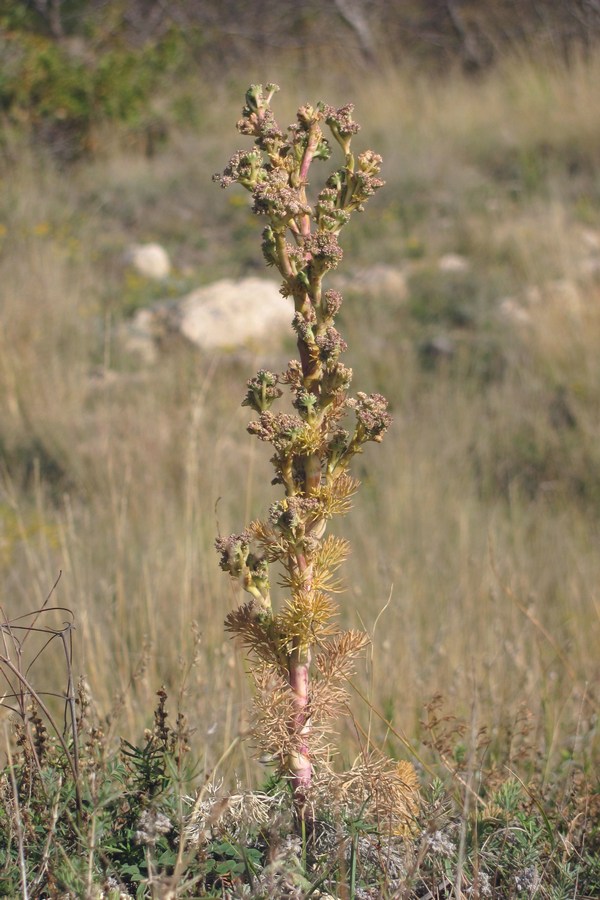 Image of Seseli dichotomum specimen.