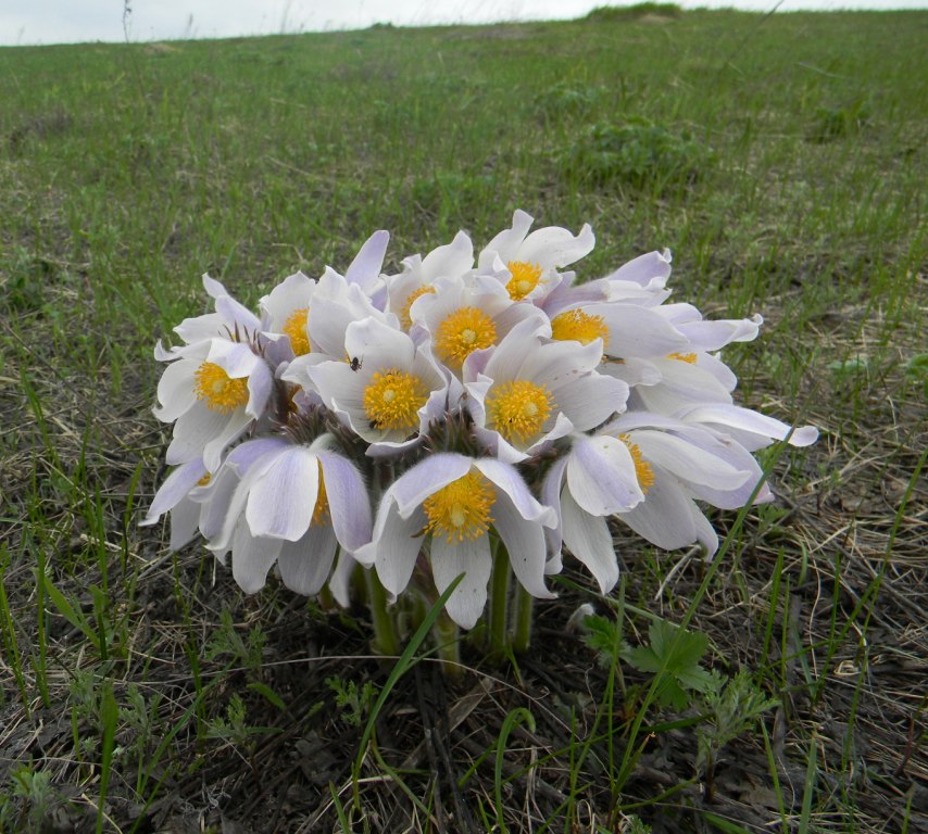 Изображение особи Pulsatilla multifida.