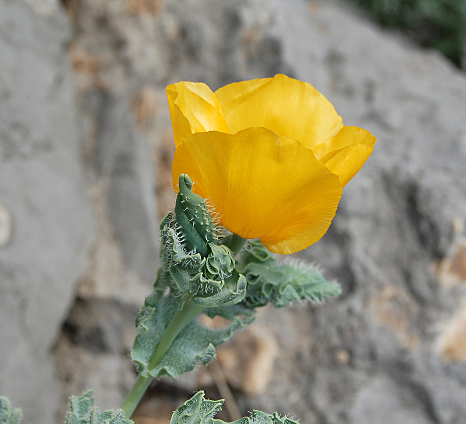 Image of Glaucium flavum specimen.