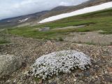 Minuartia macrocarpa. Куртинка цветущих растений в щебнистой тундре. Чукотский автономный округ, Чукотский р-н, окр. села Лорино. 5 июля 2013 г.