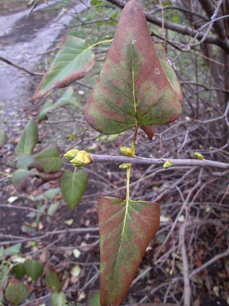 Изображение особи Syringa vulgaris.