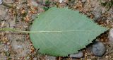 Betula variety jacquemontii