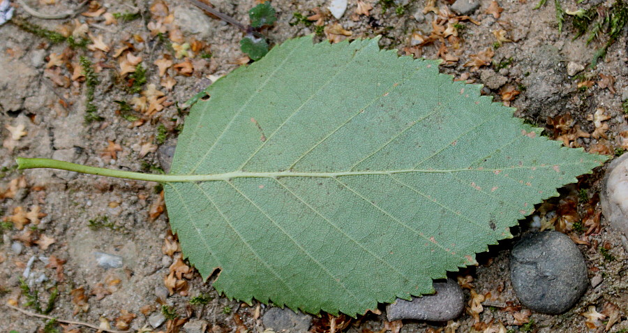 Image of Betula utilis var. jacquemontii specimen.
