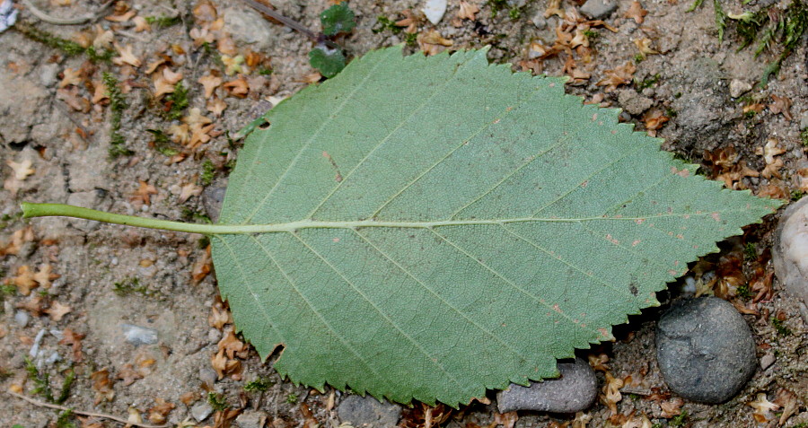 Изображение особи Betula utilis var. jacquemontii.