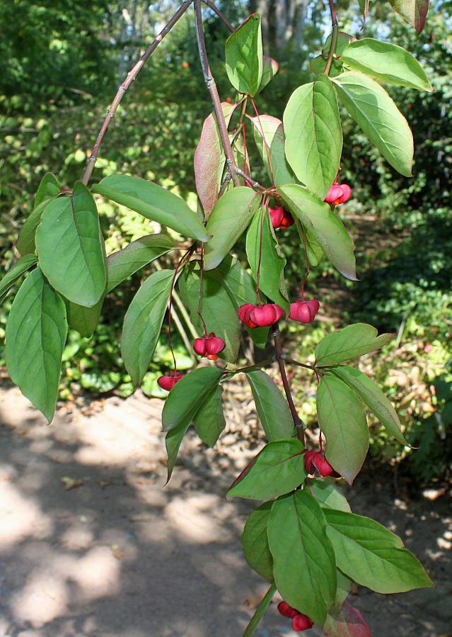 Изображение особи Euonymus sanguineus.