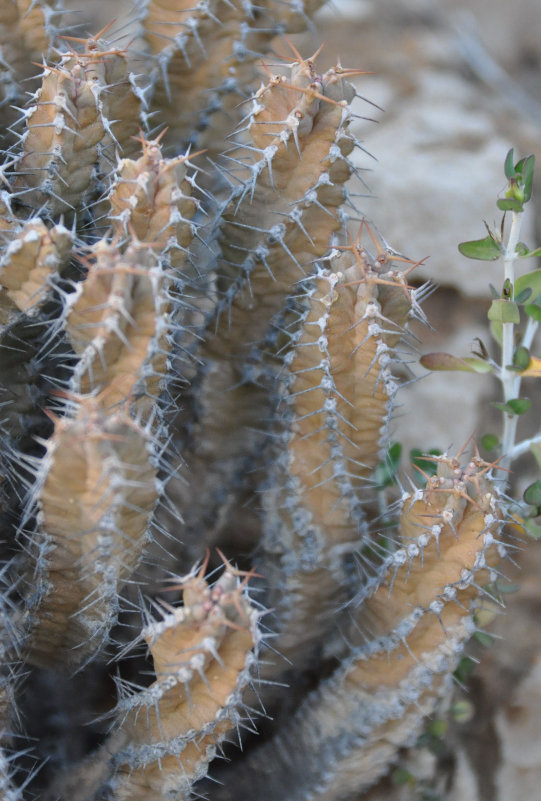 Изображение особи Euphorbia spiralis.