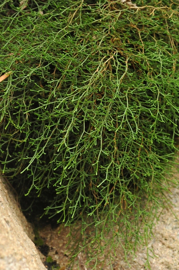 Image of Selaginella aitchisonii specimen.