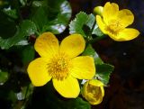 Caltha palustris