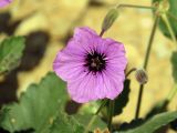 Erodium arborescens. Цветок. Израиль, пос. Негев, равнина Мишор а-Сээфим. 22.03.2014.