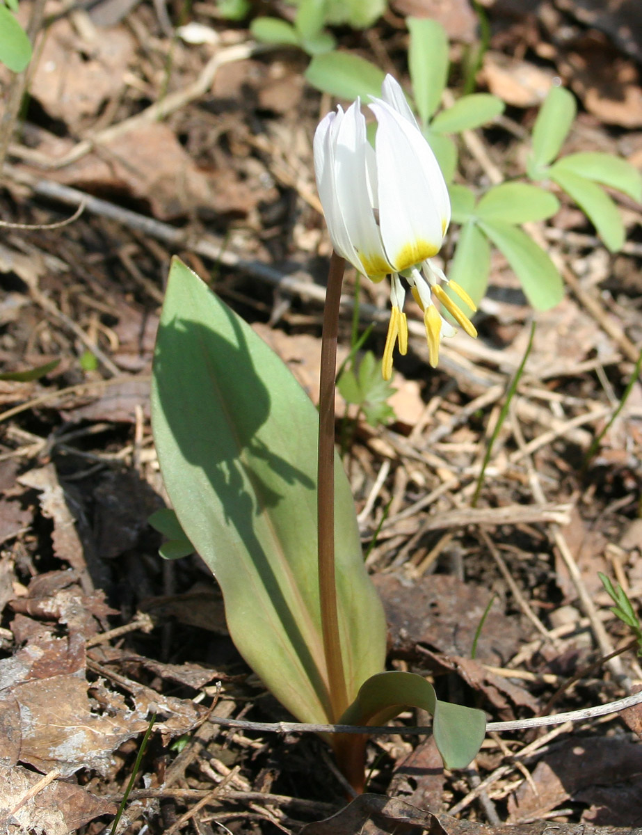 Изображение особи Erythronium krylovii.