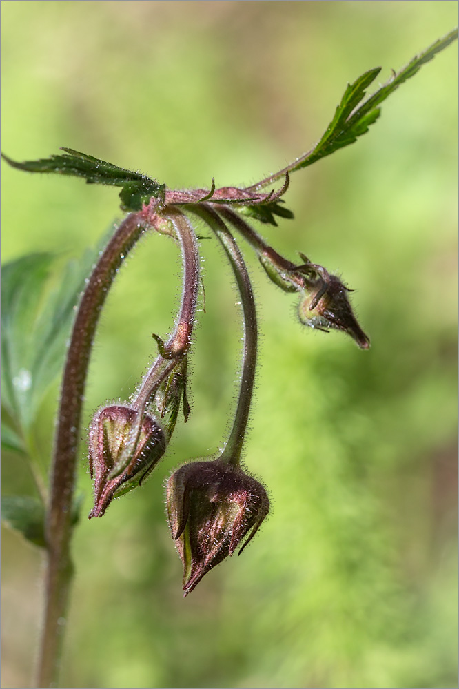 Image of Geum rivale specimen.