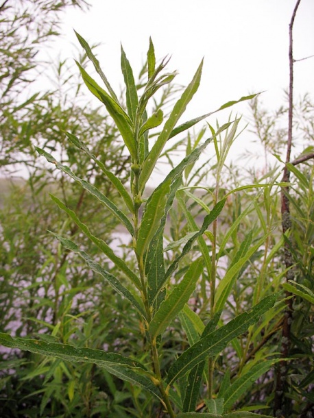 Image of Salix viminalis specimen.