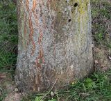 Ailanthus altissima. Комлевая часть ствола. Германия, г. Дюссельдорф, Ботанический сад университета. 04.05.2014.