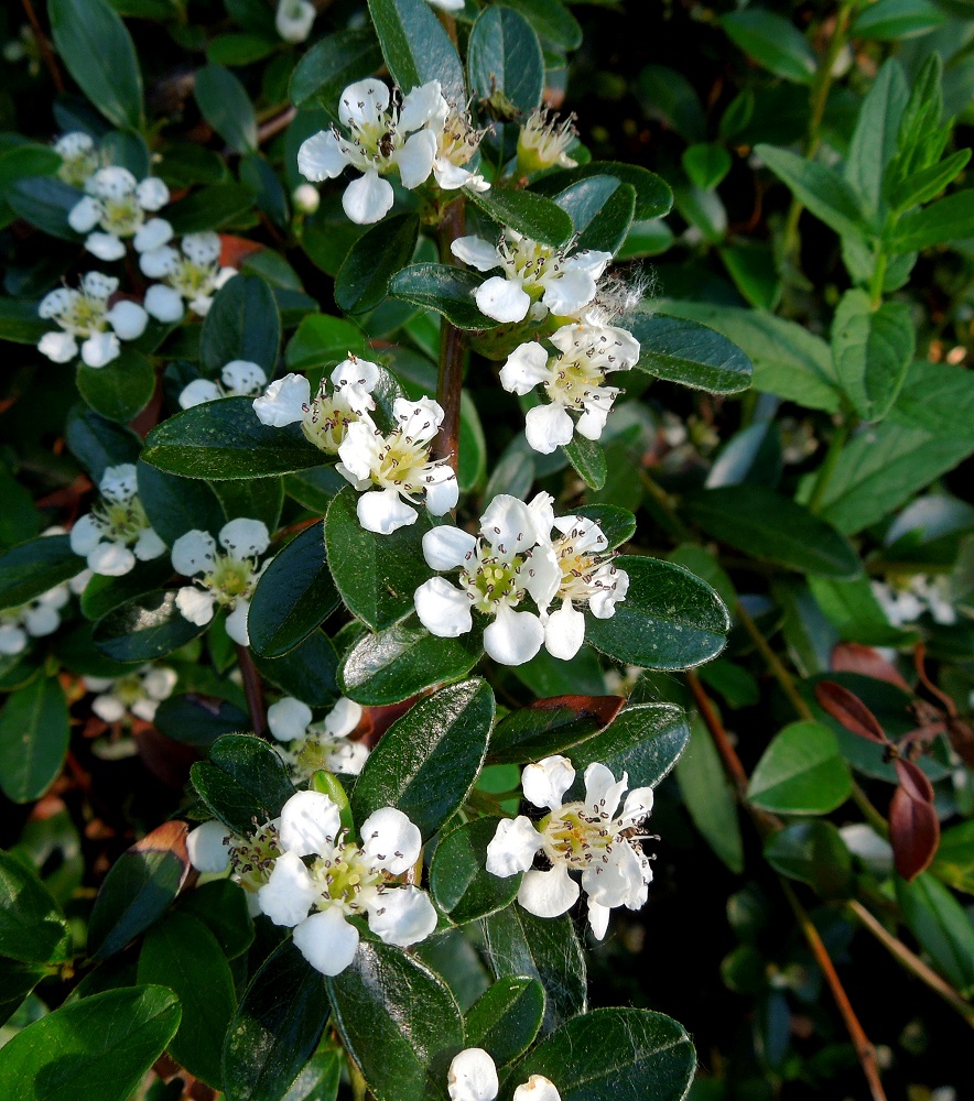Image of Cotoneaster dammeri specimen.