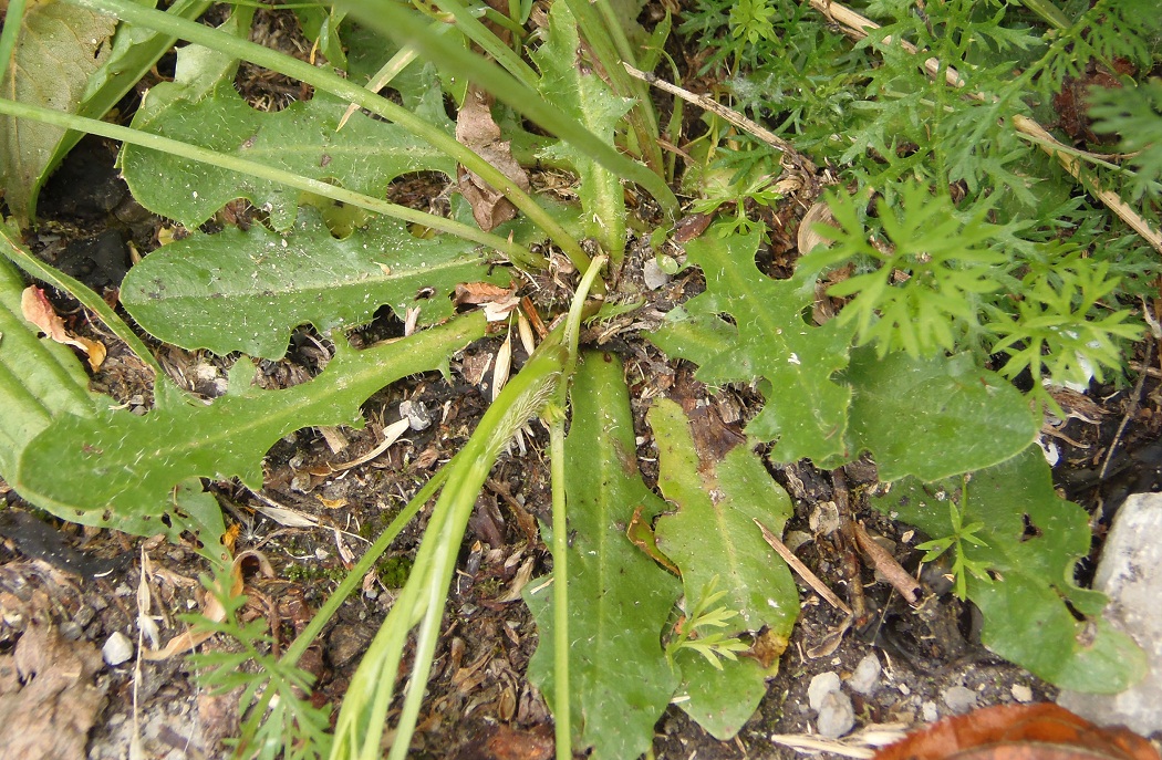 Изображение особи Hypochaeris radicata.