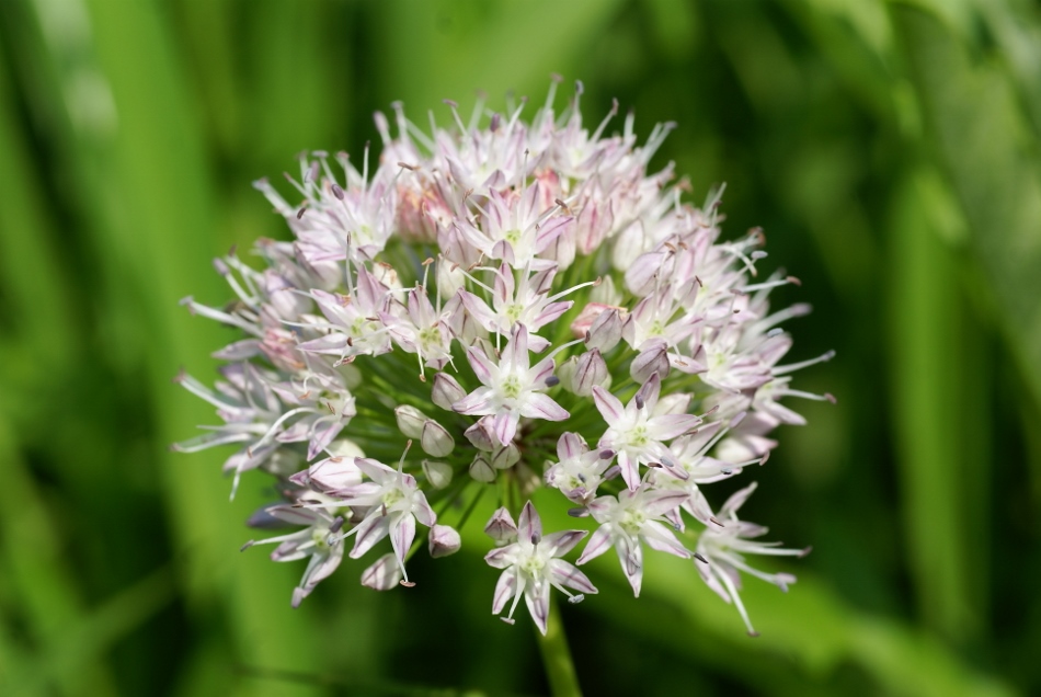 Изображение особи Allium macrostemon.