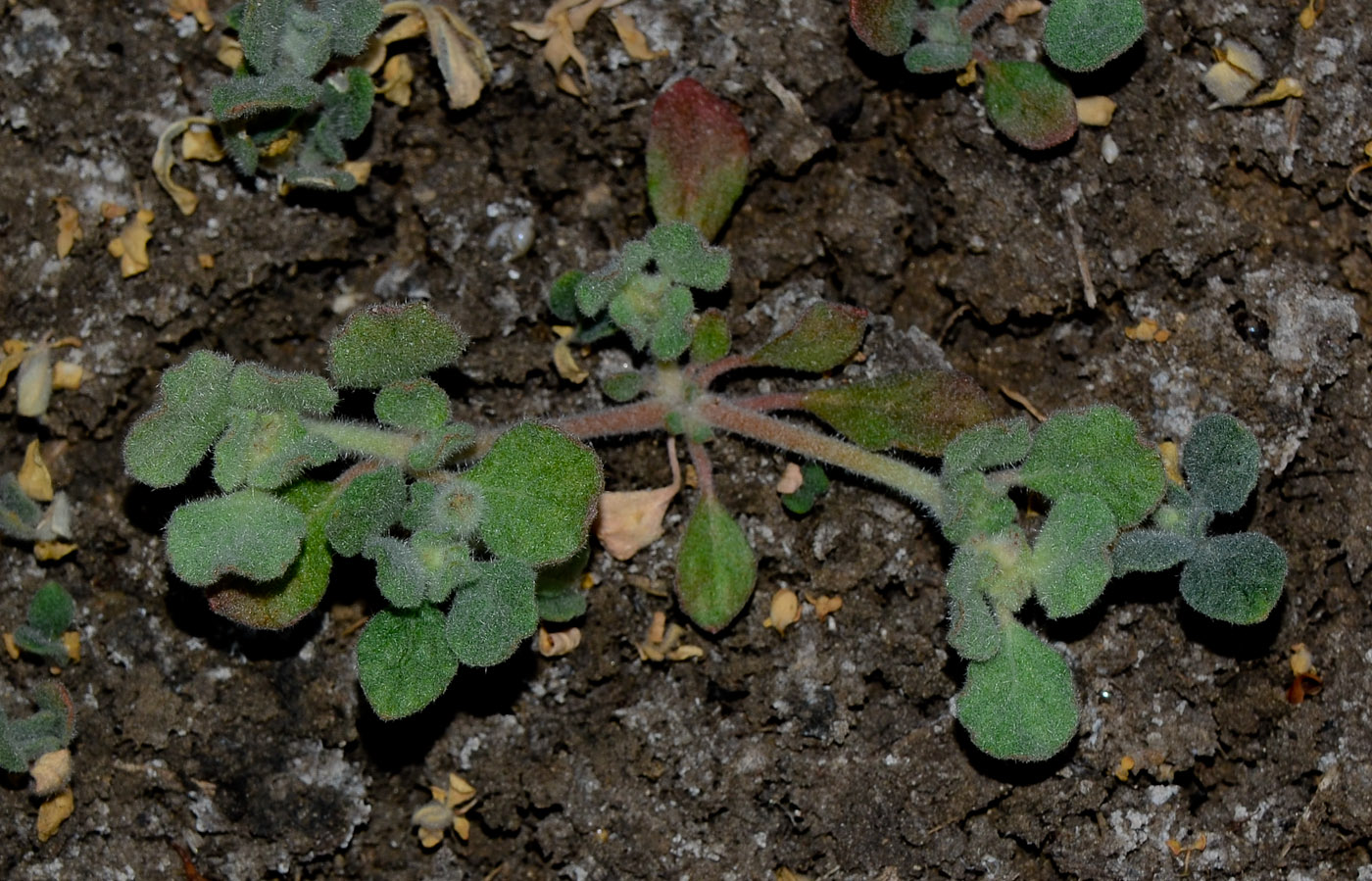 Image of Glinus lotoides specimen.
