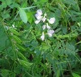 Vicia sylvatica