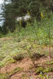 Pulsatilla pratensis. Плодоносящие растения на краю зарастающей противопожарной канавы. Ленинградская обл., Лужский р-н, 136 км шоссе М-20. 05.07.2014.