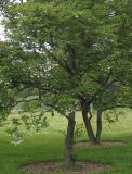 Halesia carolina