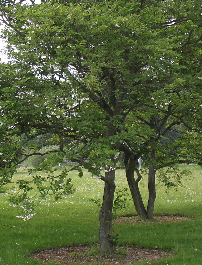 Image of Halesia carolina specimen.