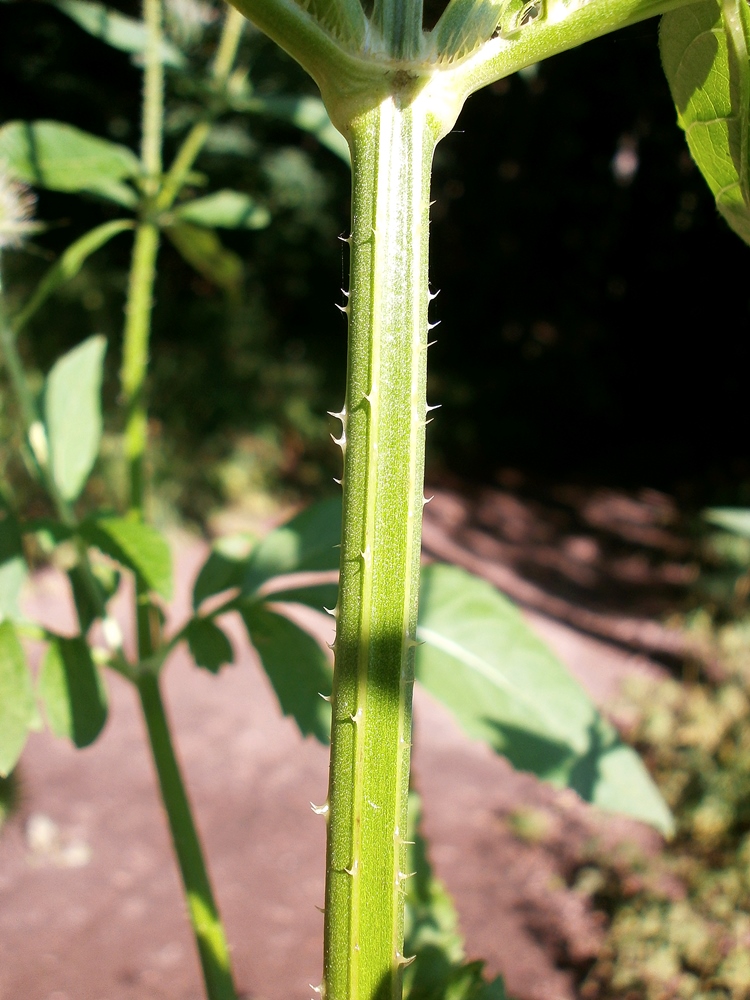 Image of Dipsacus strigosus specimen.