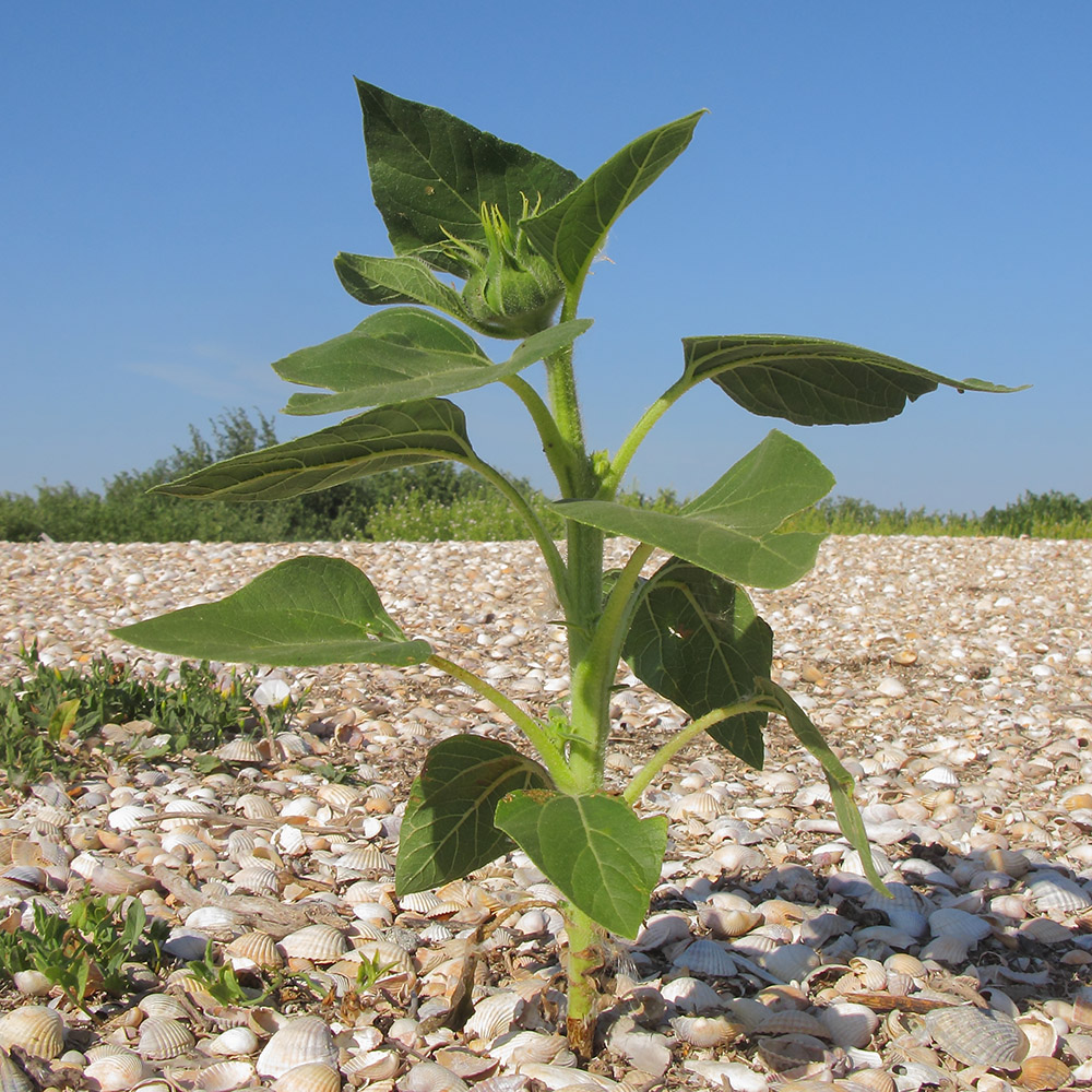 Image of Helianthus annuus specimen.