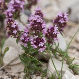 Thymus stojanovii. Цветущие растения. Черногория, нац. парк Ловчен. 18.07.2014.